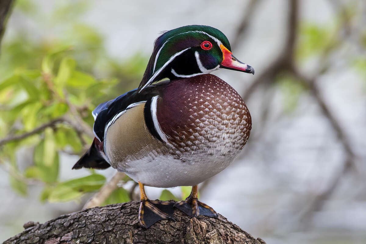 Wood ducks look like they're colored by angels