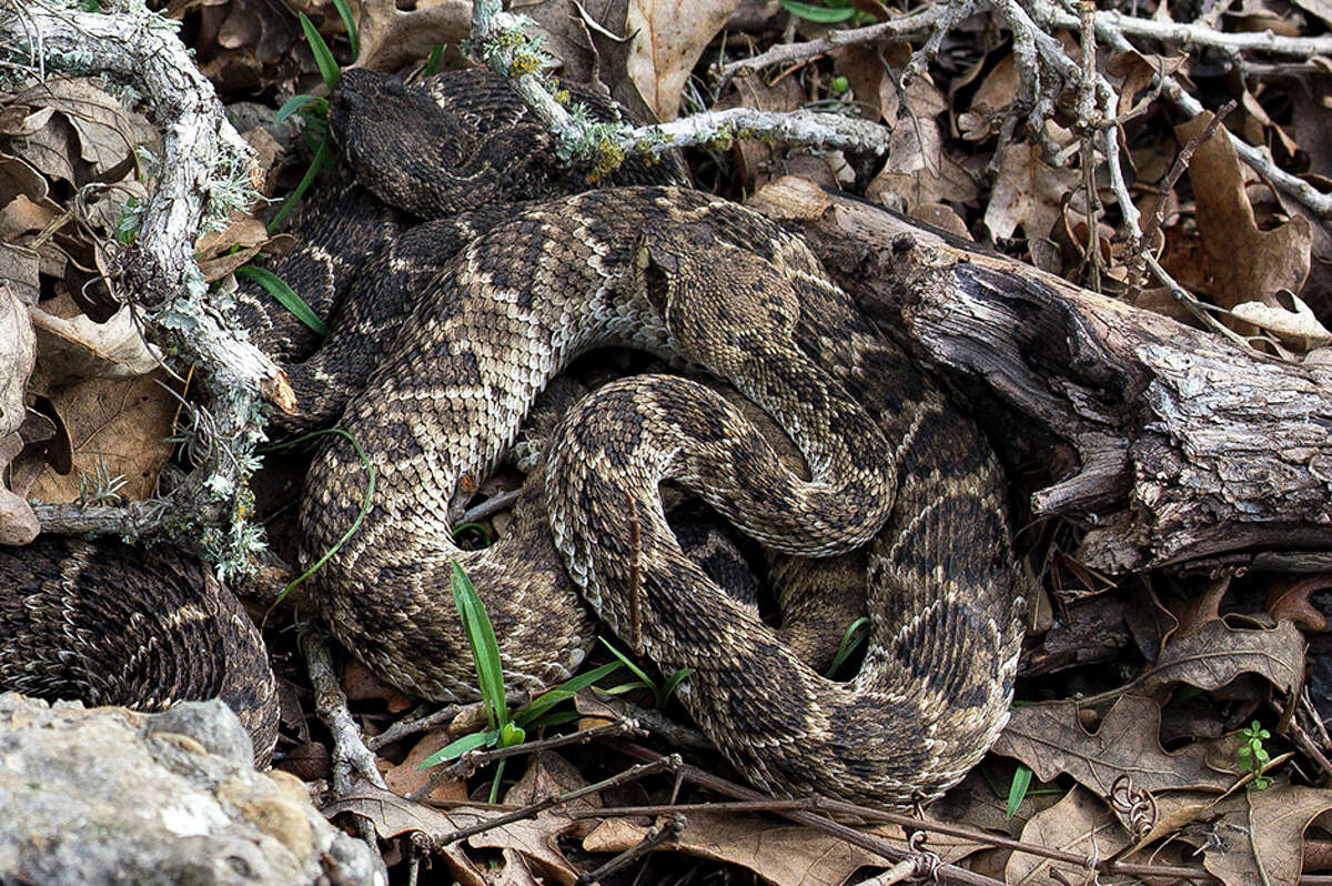 A nest of rattlesnakes was photographed at Lockhart State Park in February 2018. Click through for a handy list of 10 easy ways to keep snakes away from your home.