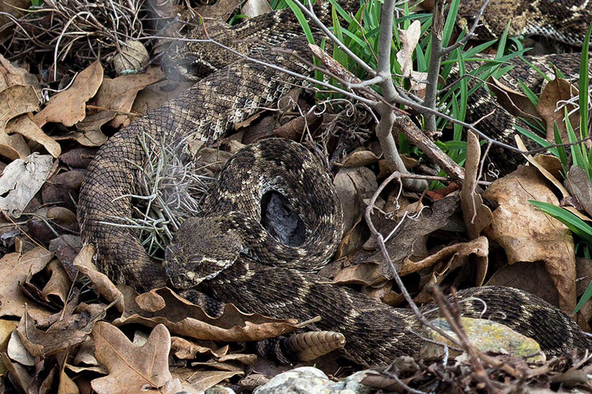 Parks department posts photo of rattlesnake den in Central Texas