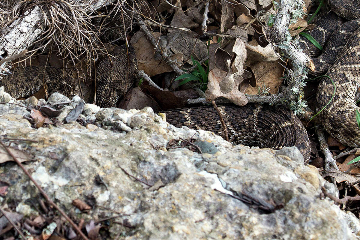 Parks department posts photo of rattlesnake den in Central Texas