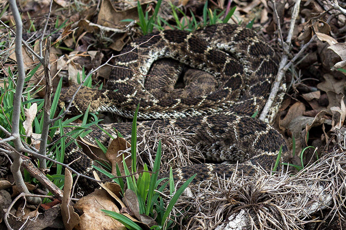 Parks department posts photo of rattlesnake den in Central Texas