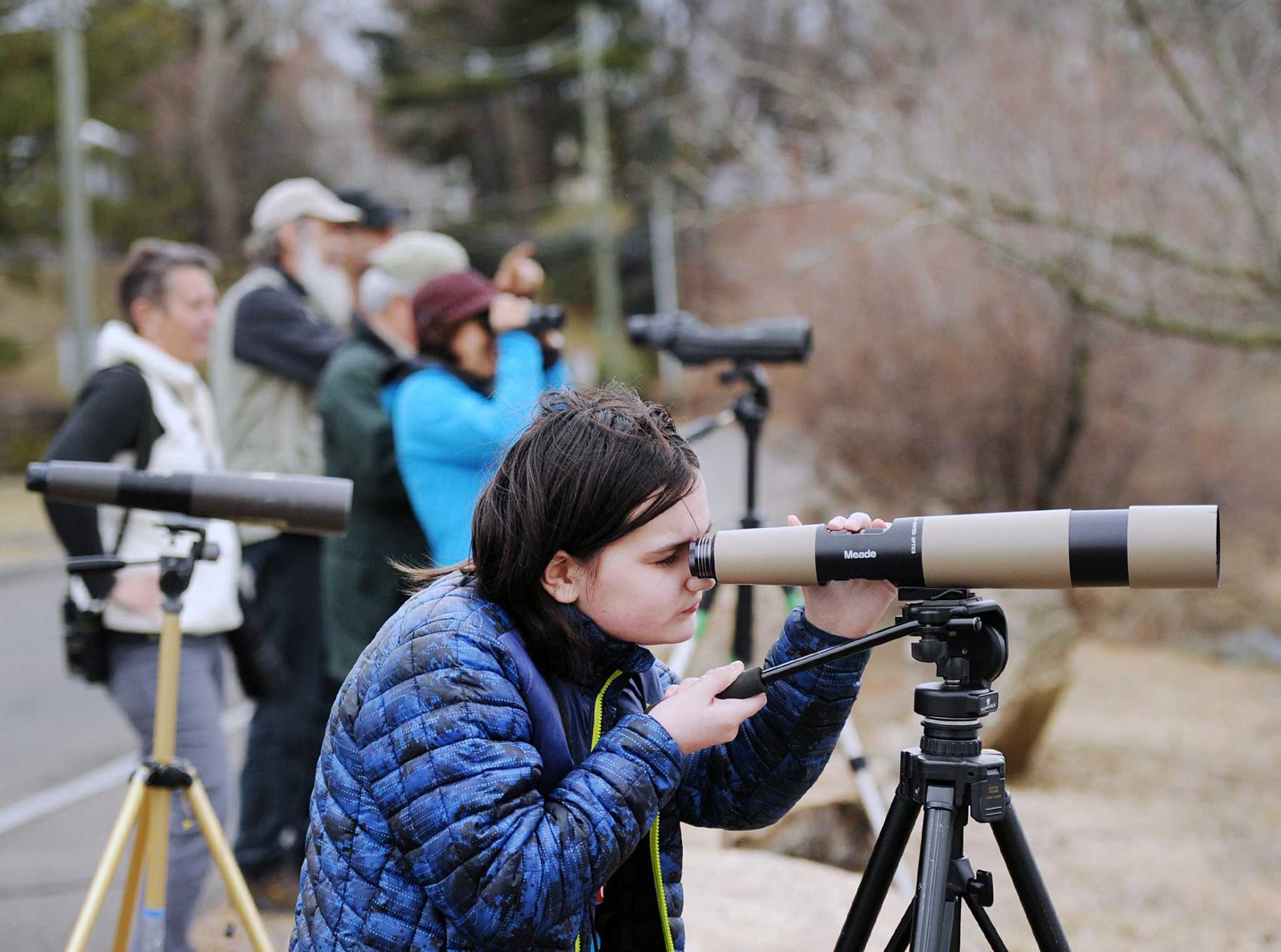 Bird watchers flock together for backyard count in Greenwich