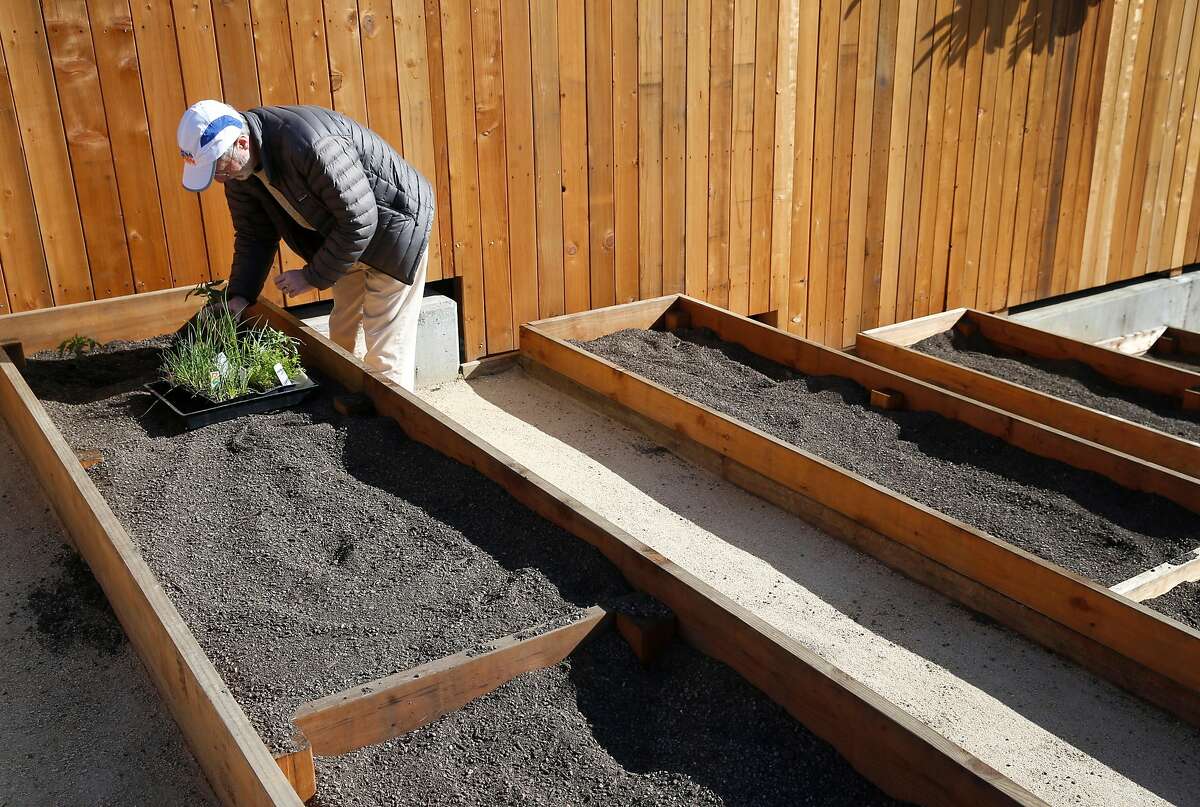 Steve Wasserman is the first of the 60 urban farmers to put plants in the soil at the grand opening of the Geneva Community Garden in San Francisco, Calif. on Saturday, Feb. 24, 2018. The garden, located one block from the Balboa Park BART station, is the 40th managed by the Recreation and Parks Department.