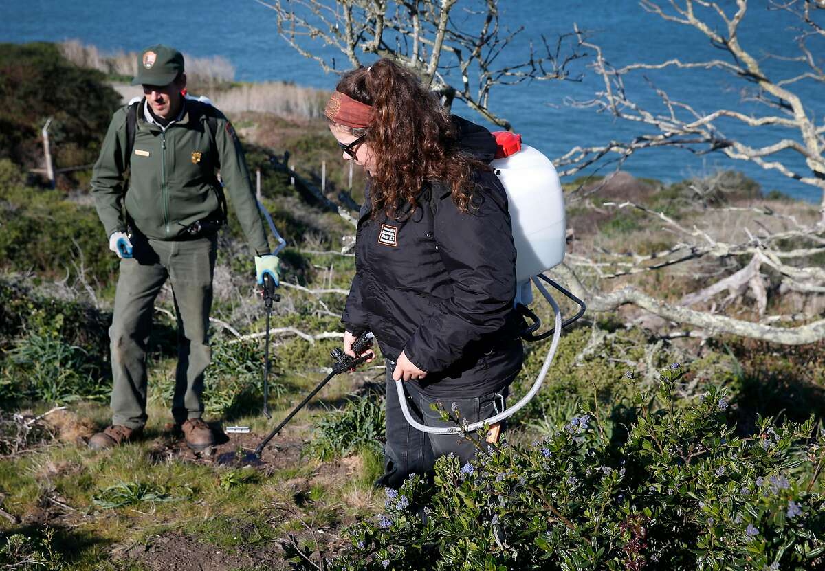 Crystal Dolis waters Franciscan manzanita seedlings with National Park Service biologist Michael Chass� at the Presidio in San Francisco, Calif. on Wednesday, Feb. 21, 2018. Park Service biologists are reintroducing the endangered Franciscan manzanita back to its natural habitat in the Presidio.
