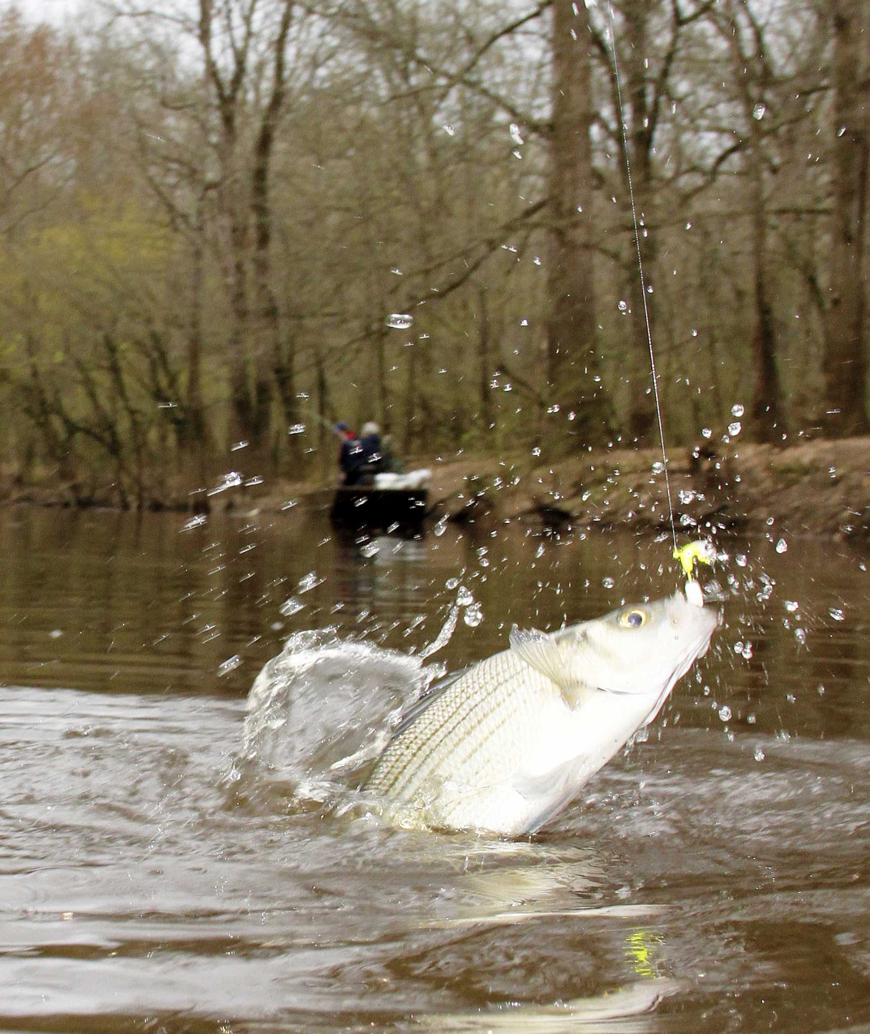 Texas Annual White Bass Spawn Lures Fish Anglers Houston Chronicle