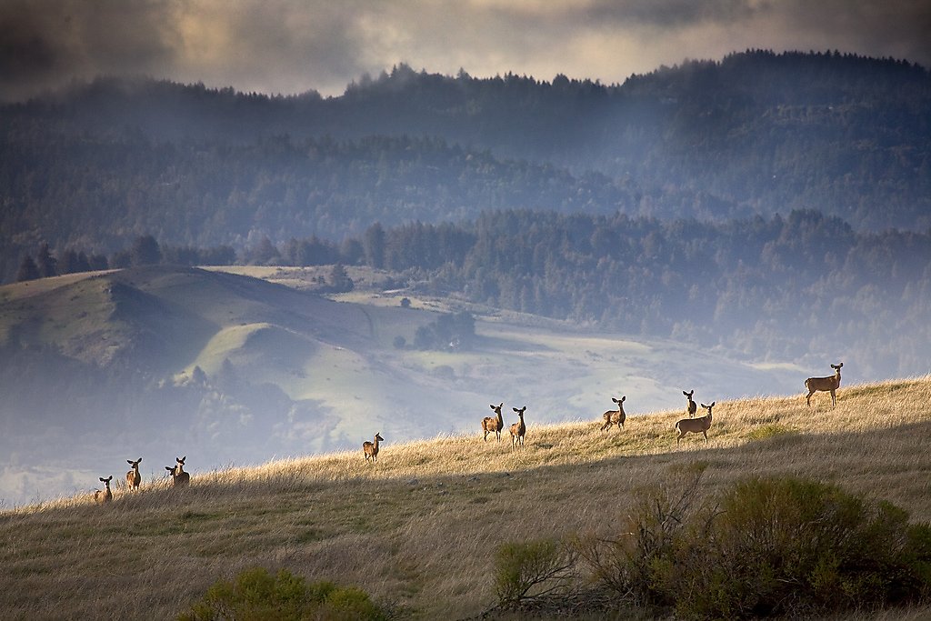 California wildlife officials: Help deer stop congregating, as outbreak is killing them - San Francisco Chronicle