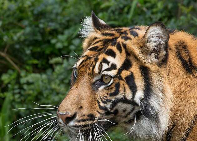 Homesick Sumatran tiger Jillian returns to San Francisco Zoo