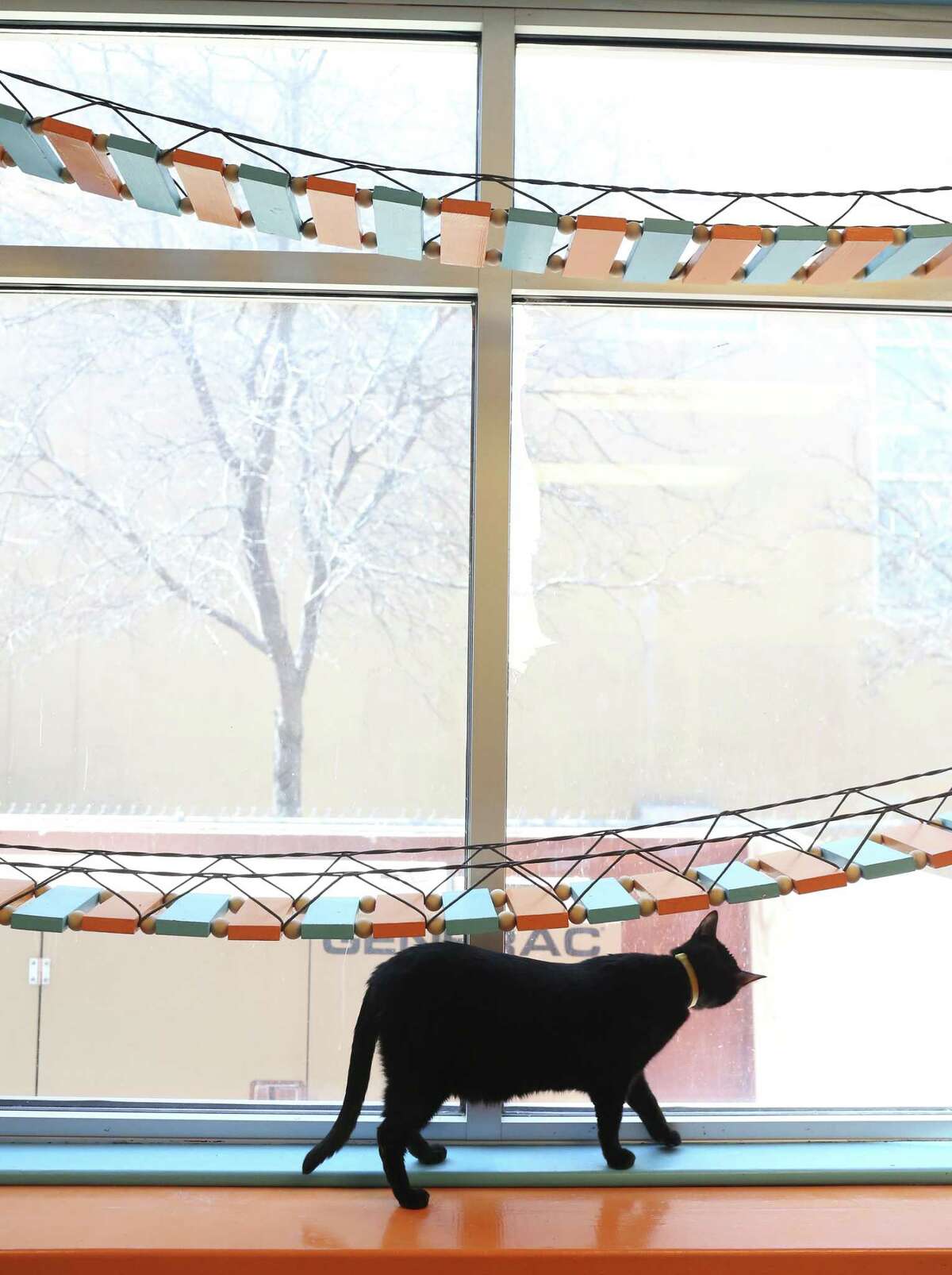 A cat looks out the window of the Haven for Hope cattery on Feb. 26, 2018. The $12,000 cattery renovation was funded by the nonprofit, The Jackson Galaxy Project, and constructed by Rescue Build, a related nonprofit. The cattery and a dog kennel provide housing for pets owned by clients of Haven for Hope.