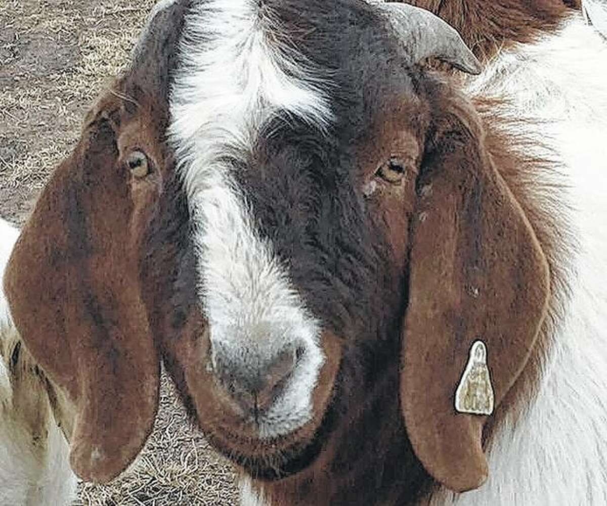 A Boer goat shows curiosity about its surroundings. Their breed gets its name from the Dutch word “boer,” which means farmer.