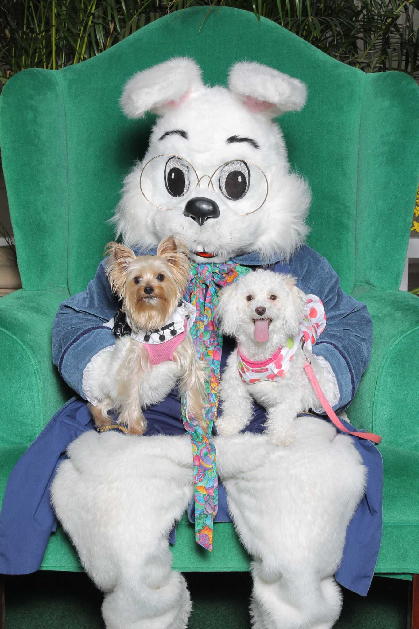 Katy Mills Mall hosts bunny for children, pets