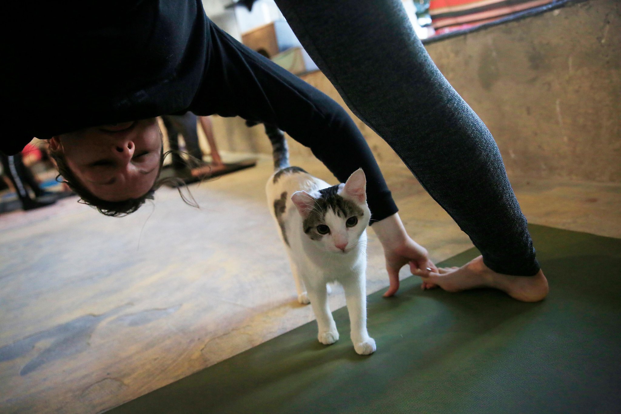 Downward dog with cats Feline yoga session stretches the boundaries