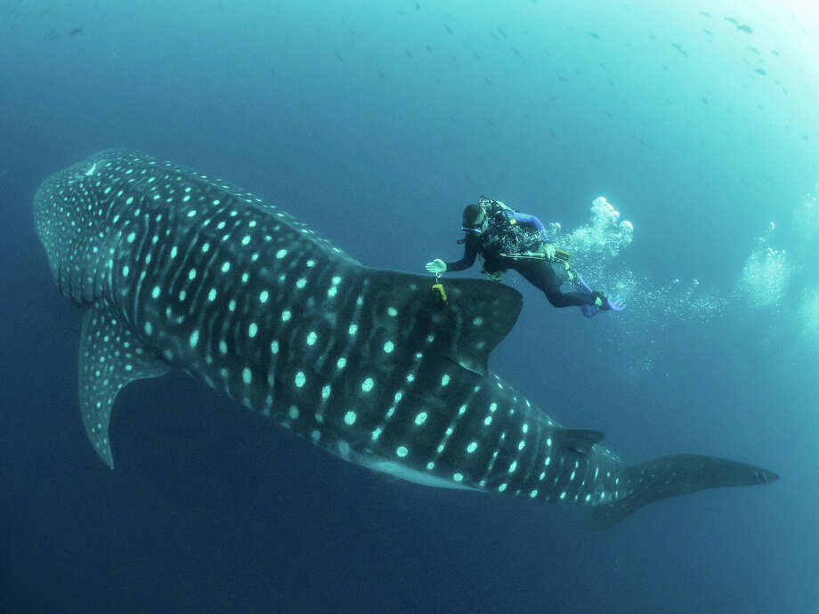 Cracking The Mysteries Of The Elusive Majestic Whale Shark