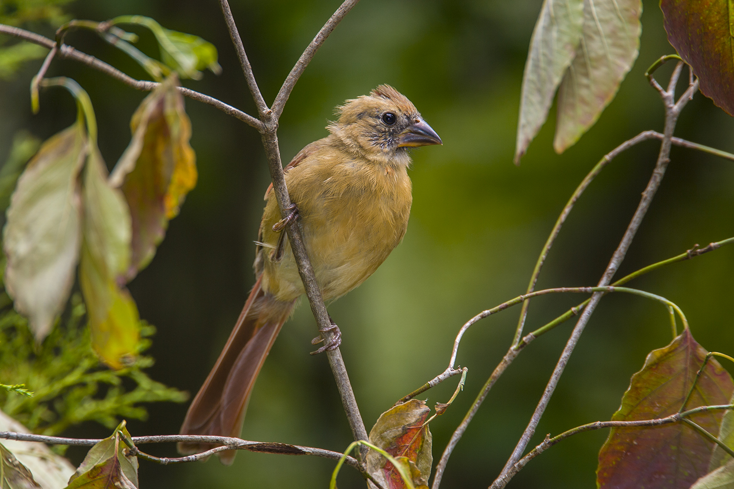 Yellow Northern Cardinal Mutation
