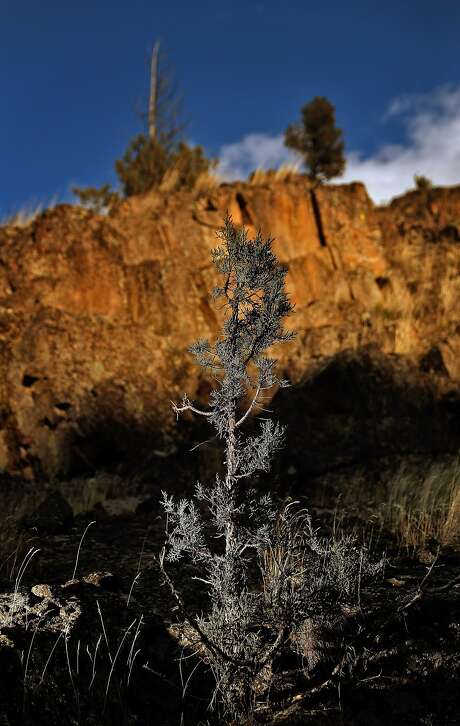 a western juniper tree in rocky soil is part of the varied