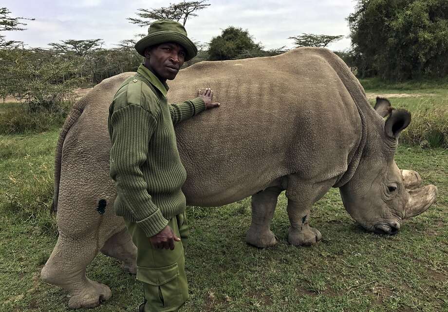 The Rhino named Sudan was listed last year as “The Most Eligible Bachelor in the World” on the Tinder dating app as a fundraiser. A ranger is his caretaker. Photo: Joe Mwihia, Associated Press