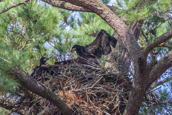 Young Bald Eagle Falls From Nest Found On Sidewalk In