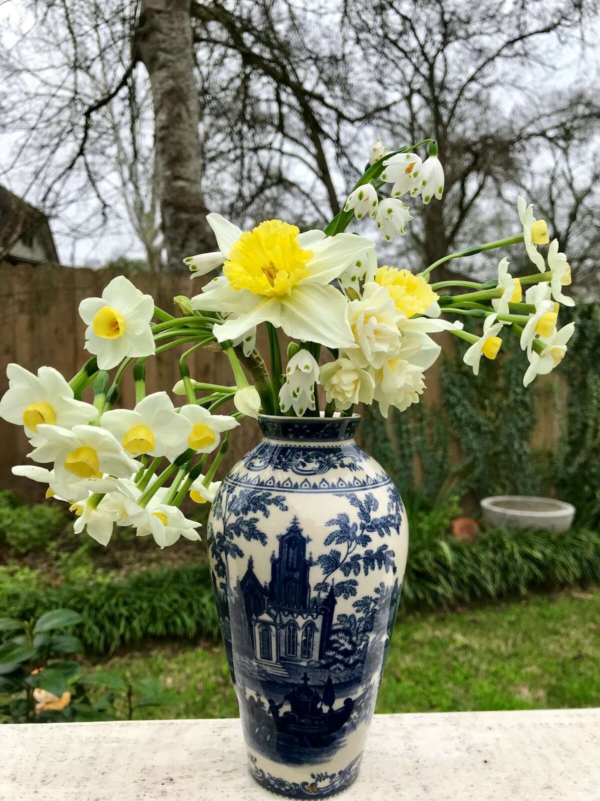 Oldfashioned paperwhites come back every spring