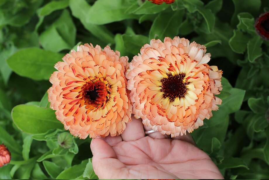 Dazzling poppy and calendula brighten the winter garden San Francisco