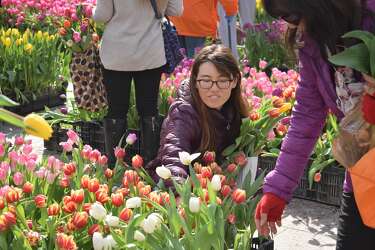 100 000 Tulips Headed To San Francisco And They Re Free For The Picking