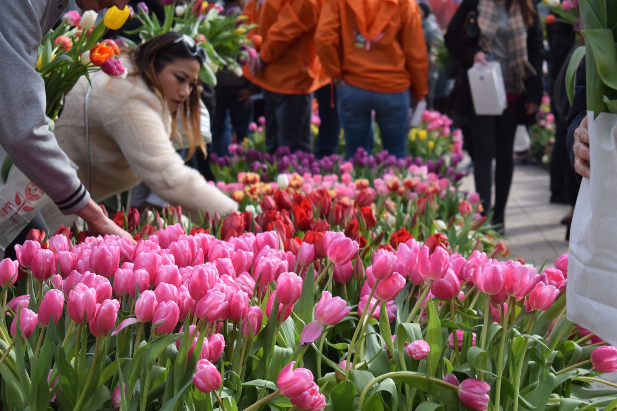 See Union Square transformed into a garden of 100,000 tulips