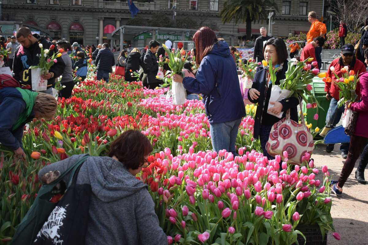 100,000 tulips headed to San Francisco — and they're free for the picking