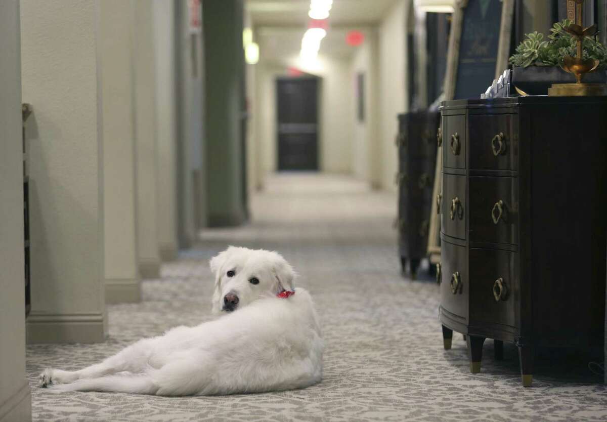 Doc, a Great Pyrenees dog that helps provide companionship to residents in a San Antonio-area Franklin Park Memory Care facility, keeps watch Wednesday, Feb. 21, 2018 in a hallway for someone to pet him. Three San Antonio-area Franklin Park facilities use rescued Great Pyrenees dogs to improve the quality of life for their facilities' residents.