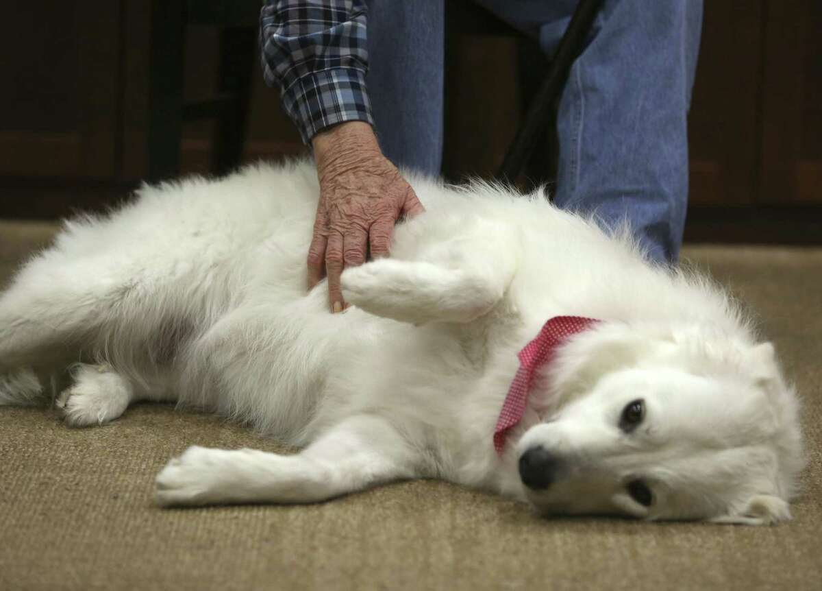 Daisy, one of three Great Pyrenees dogs that help provide companionship to residents in San Antonio-area Franklin Park Memory Care facilities, gets a belly rub Wednesday afternoon, Feb. 21, 2018.