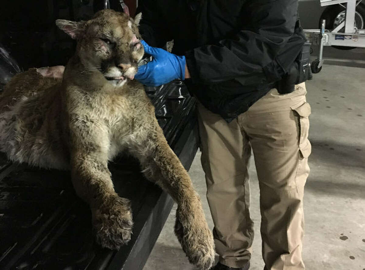 Texas game warden on 200 pound mountain lion: 'Until you lay eyes on one,  it's hard to believe'