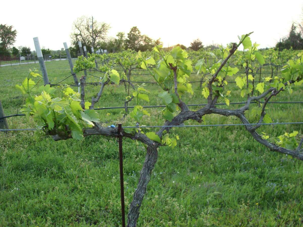 The vines are erupting with leaves as tiny vine buds are breaking into the nice weather. Bud break is about two weeks later than normal due to the wet weather preceded by the very cold weather in December!
