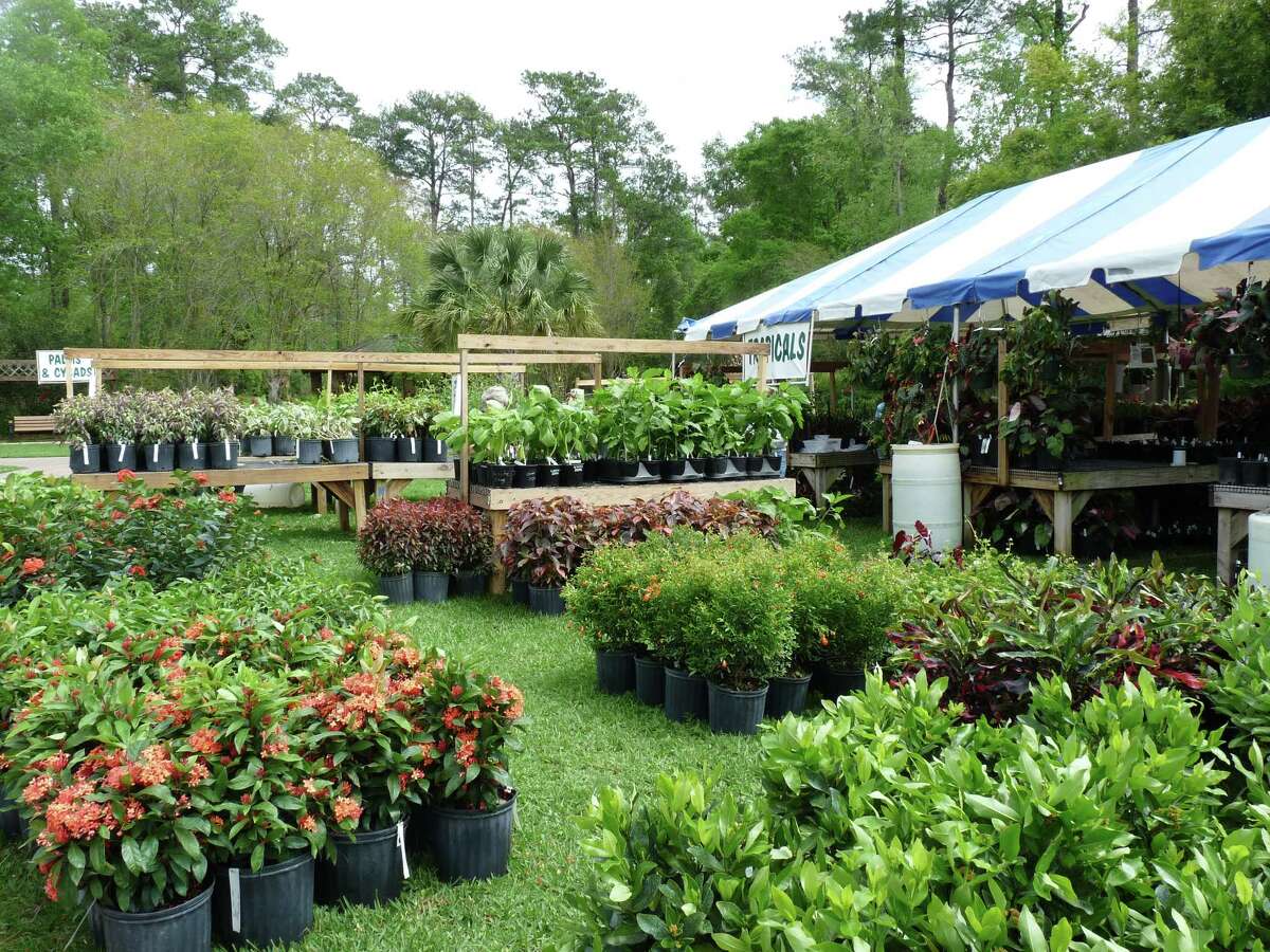 The tropical plants section at Mercer Botanic Garden's March Mart.