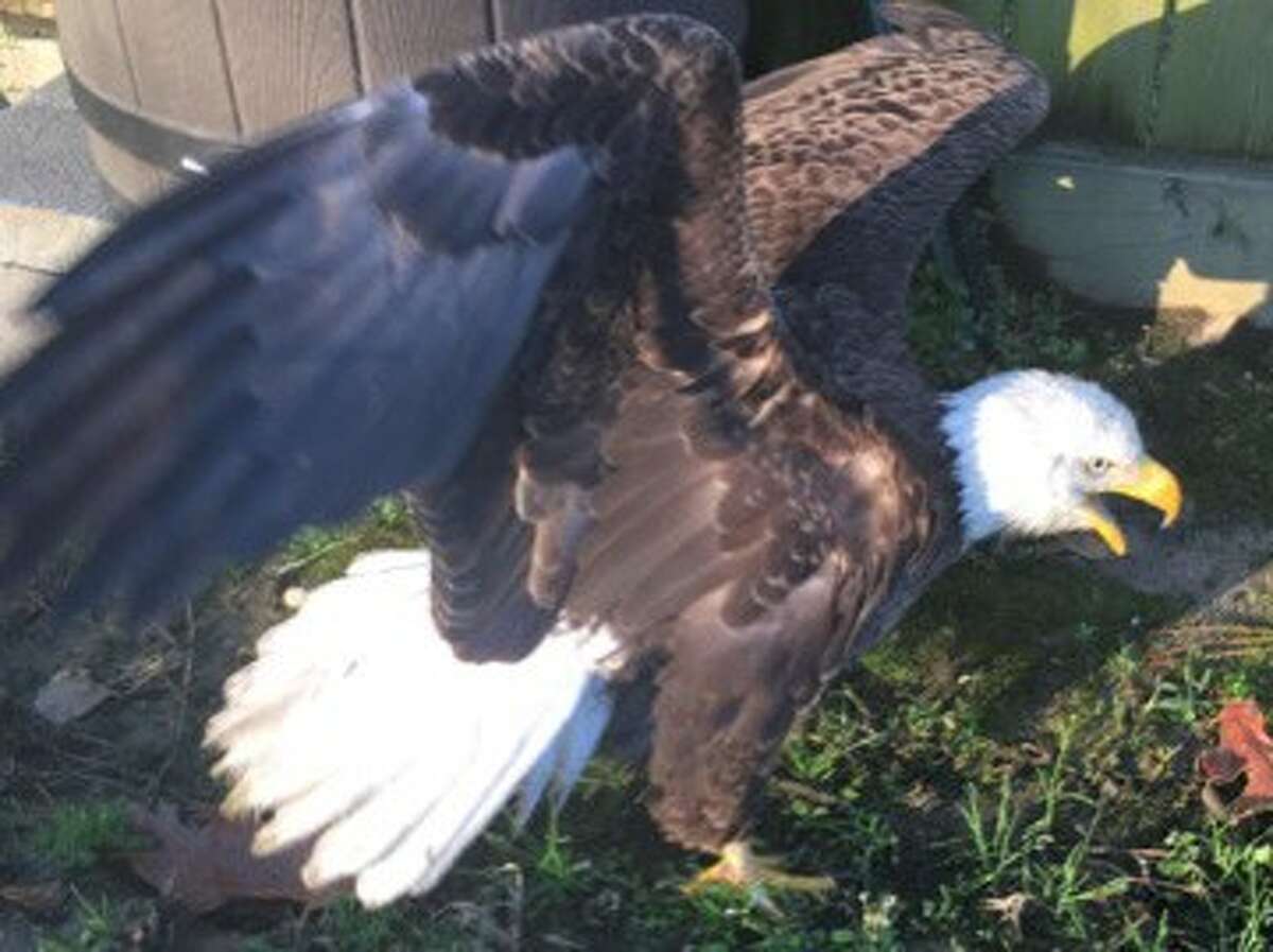 Montgomery resident Belinda Scronce was surprised on Saturday morning when a bald eagle landed in her backyard.
