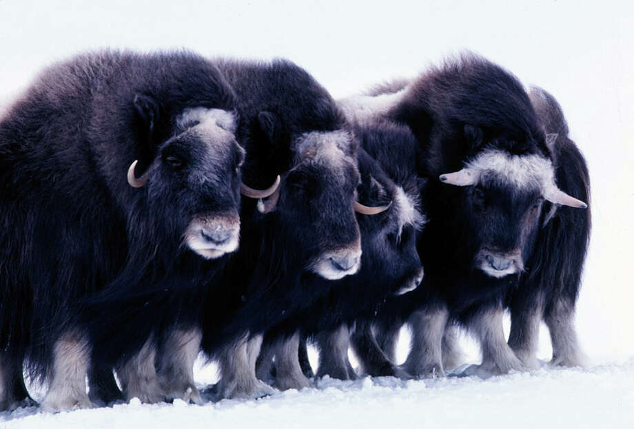 muskox found in:02northern arctic source:02u.s.
