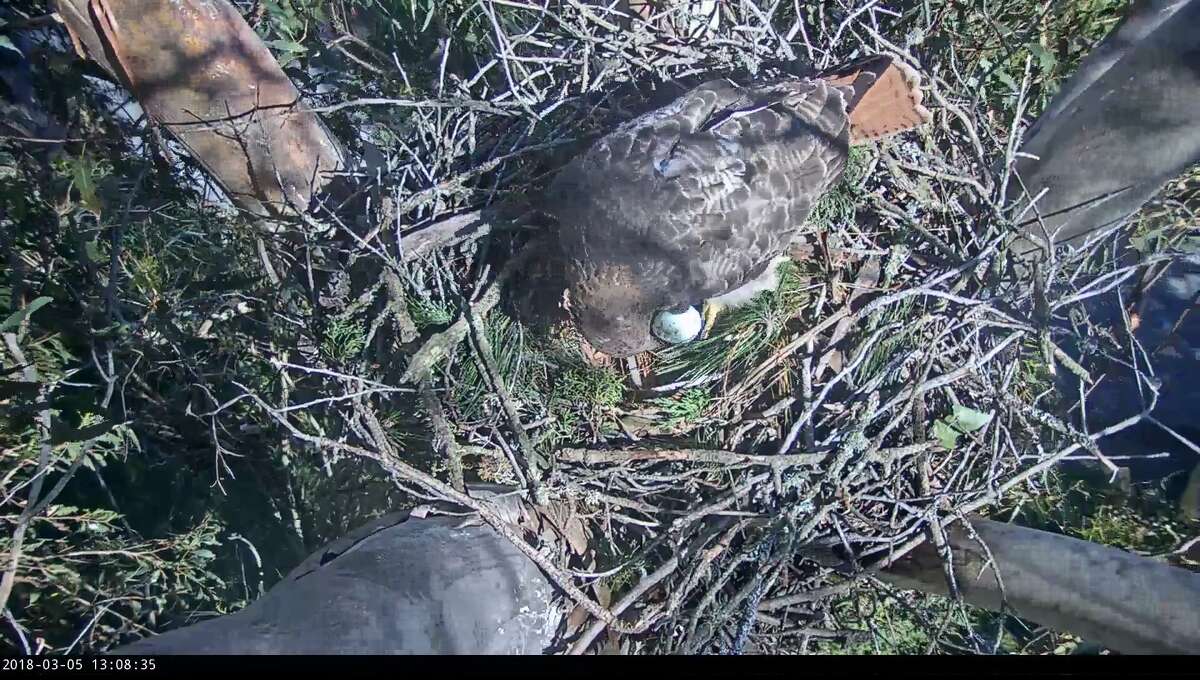 A red-tailed hawk laid an egg in a nest in the San Francisco's Presidio on March 5, 2018. The event was captured on a live web cam.