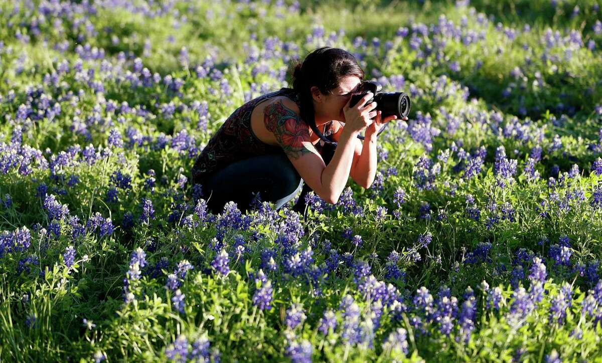Photographer Julie Doniero takes photos in a patch of bluebonnets along White Oak Bayou on East T.C. Jester.