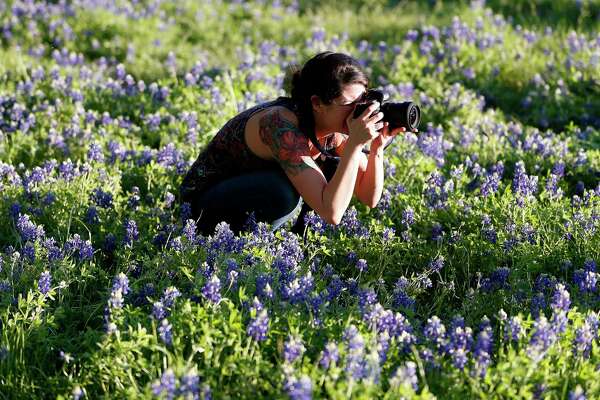 Get Your Camera Ready For Bluebonnet Season Houstonchronicle Com