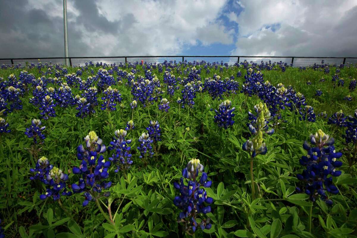 Bluebonnets blooming along Highway 290 near Chappell Hill.