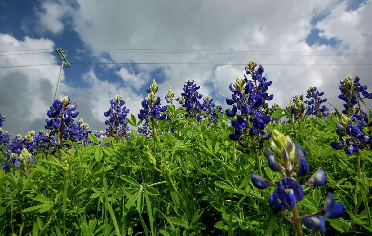 The official Festival of Texas highlights colorful