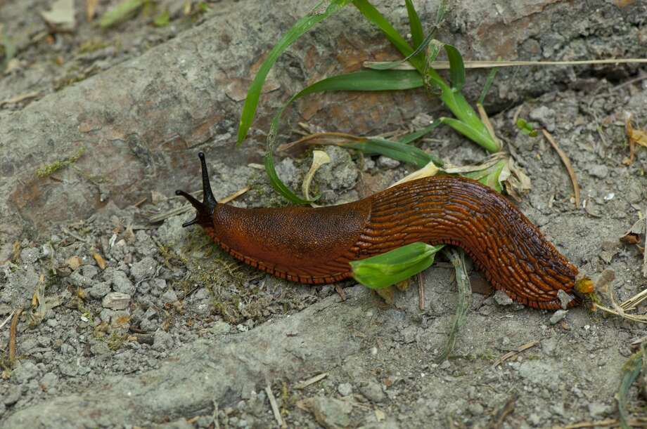 A Sydney rugby player became paralyzed after eating a slug on a dare in 2010. Photo: Premium UIG/Getty Images/Universal Images Group