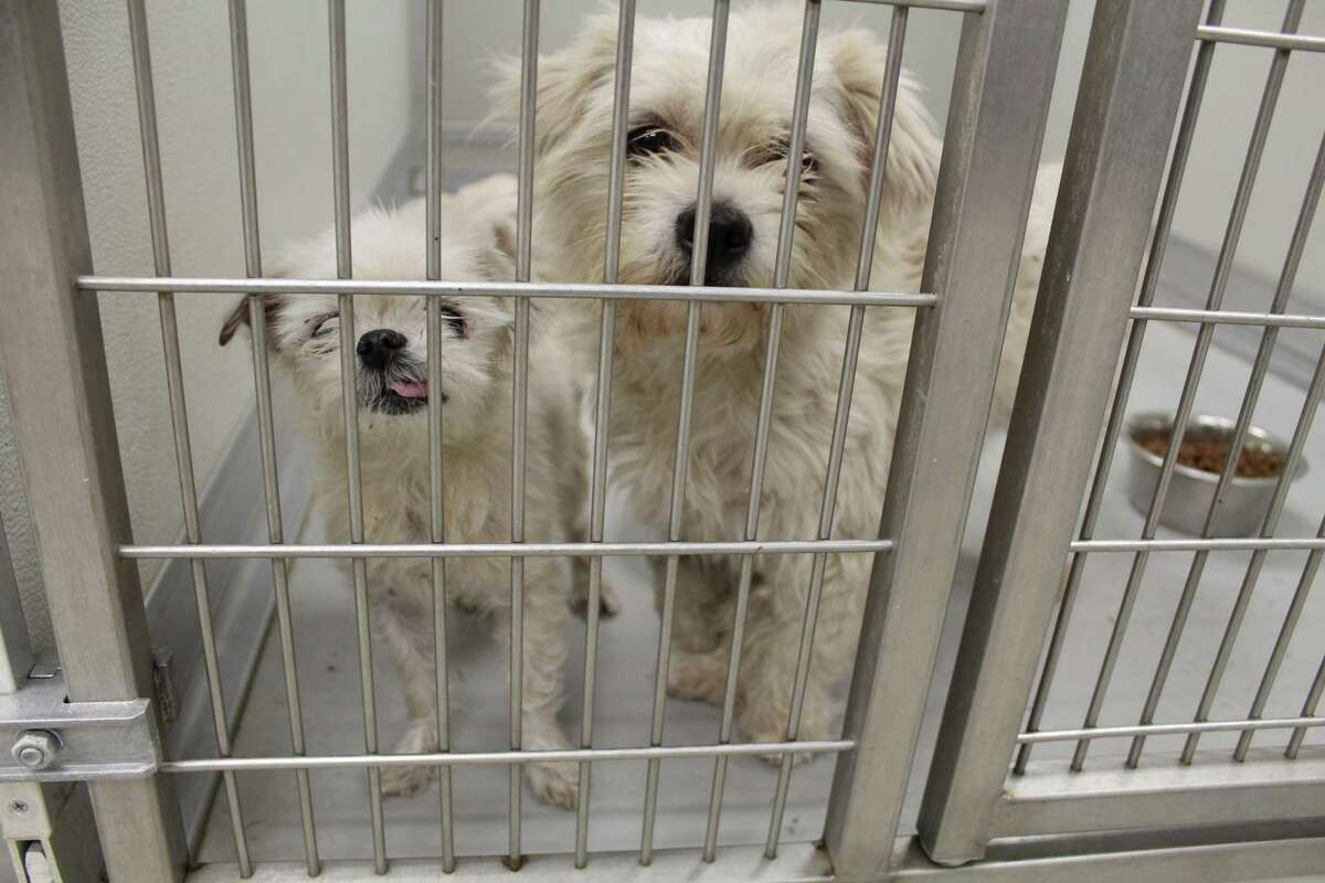 The City of Humble Animal Shelter has been at capacity for dogs since Nov. 2017. They are hosting a microchip event at the Humble Civic Center on March 17, offering $10 microchips for dogs and cats. The City of Humble Animal Shelter has not put these two canine pals up for adoption yet, as of Dec. 1, 2017.