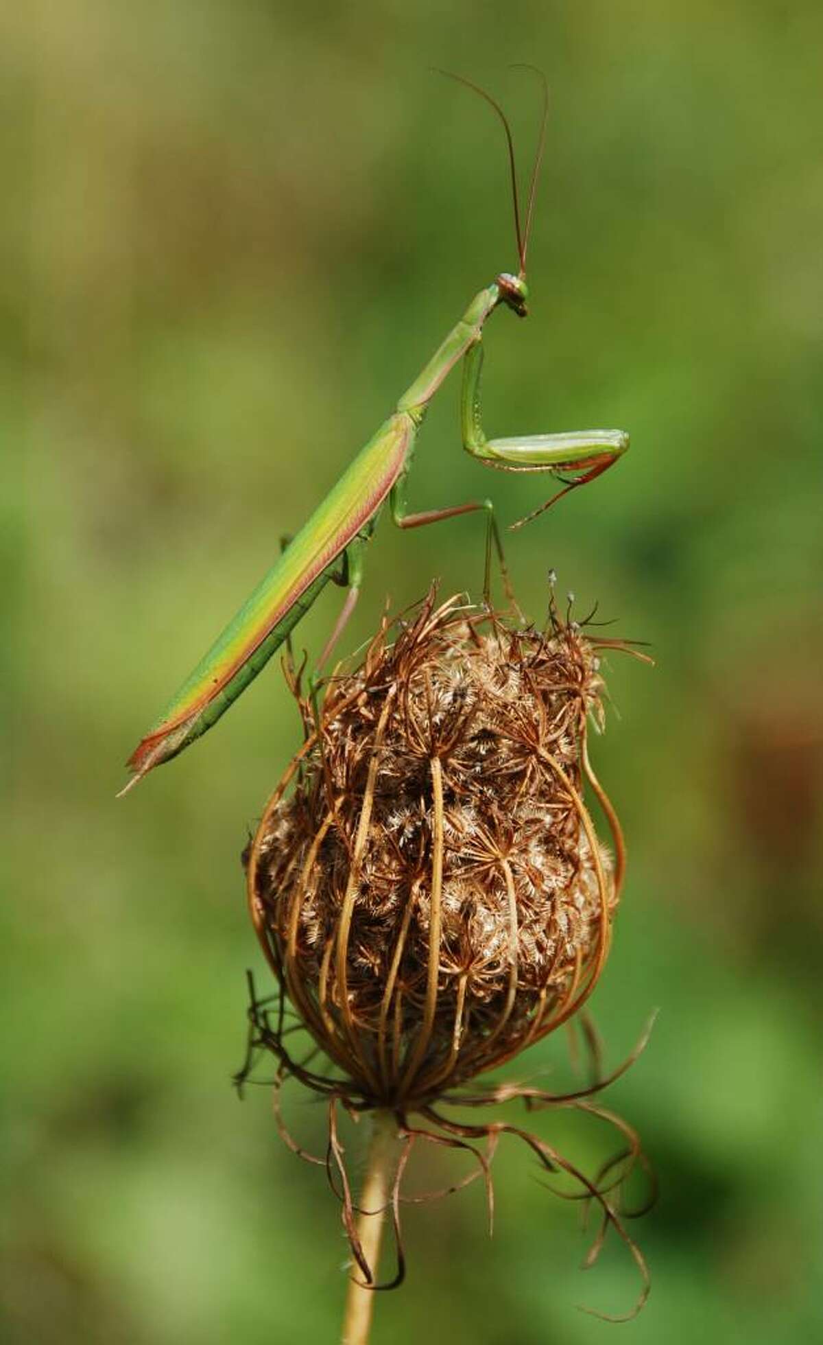 Praying mantises face end of days