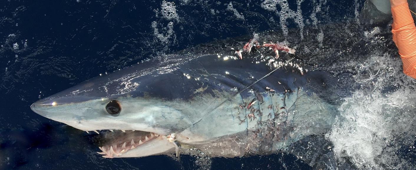 San Antonio man reels in 12-foot hammerhead shark along Padre