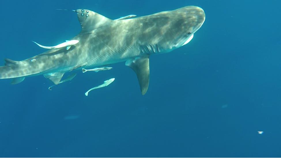 Texas man catches 12.5-foot shark at Padre Island National Seashore
