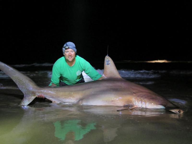Tiger shark fisherman catch: Massive surprise catch for fishermen at K'gari