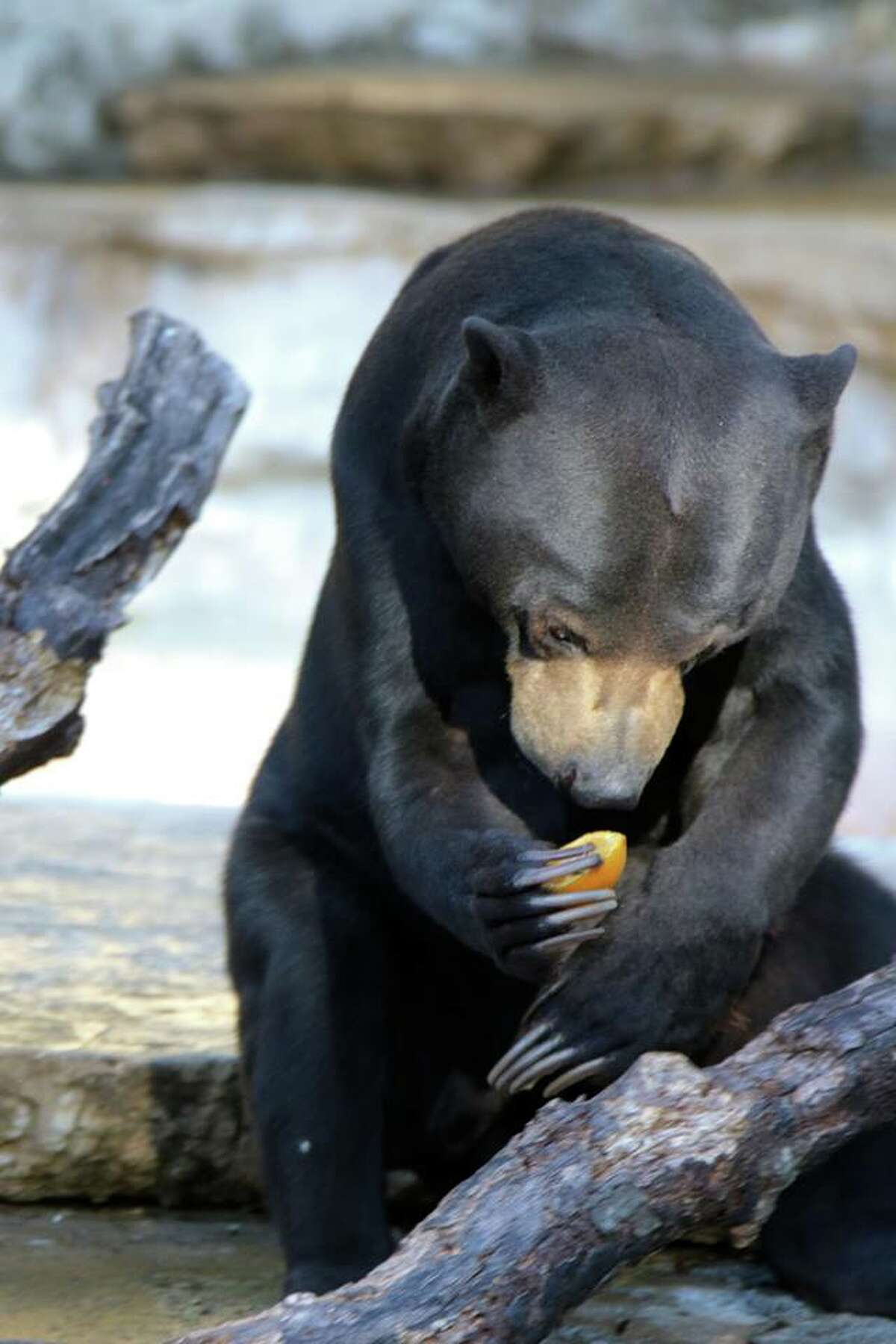 Baubles, a 14-year-old Malayan sun bear, passed away at the San Antonio Zoo March 7, 2018 after a battle with heart disease.