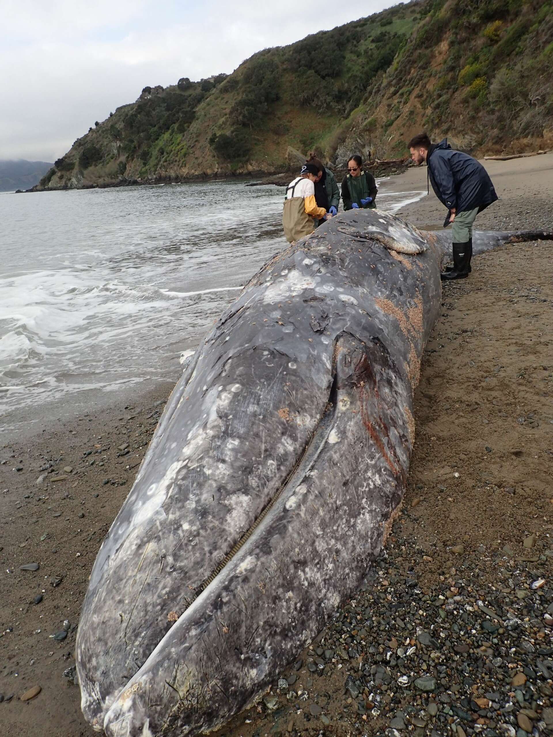 28-foot-long dead gray whale washes up on Angel Island beach