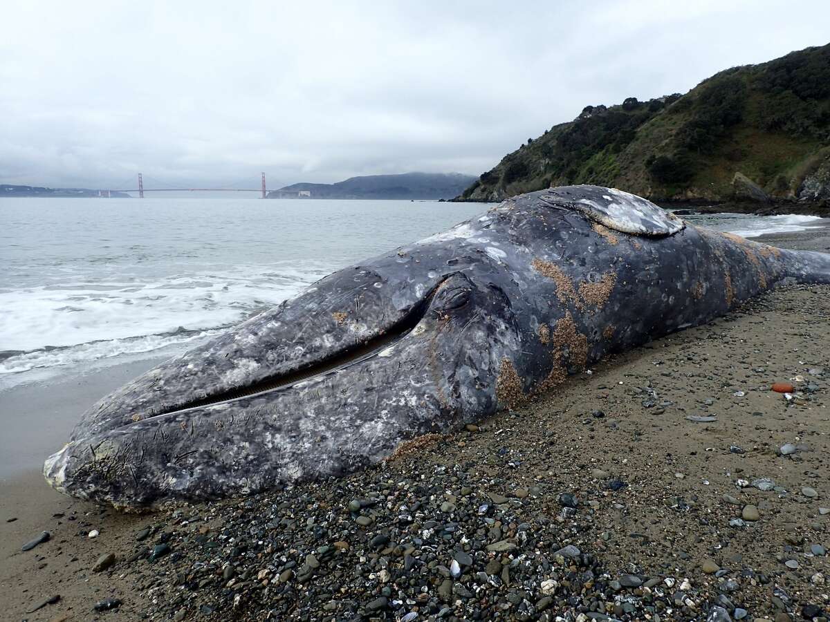 28-foot-long dead gray whale washes up on Angel Island beach