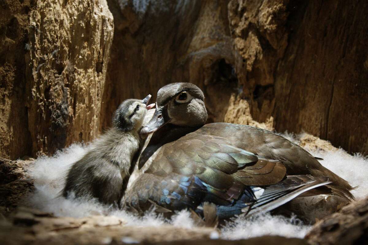 A wood duck and her duckling are seen in “Backyard Wilderness,” a new IMAX/Giant Screen Film opening at the IMAX theater at The Maritime Aquarium at Norwalk on March 24.