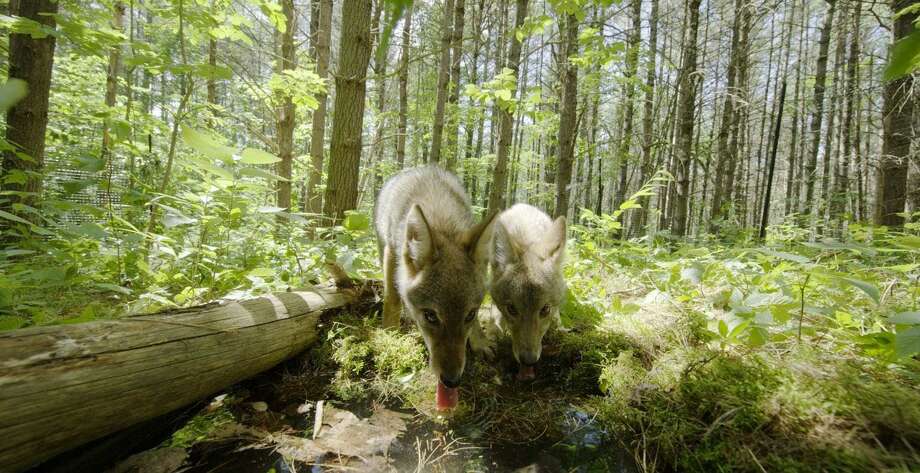 coyote pups drink together in "backyard wilderness," a new imax