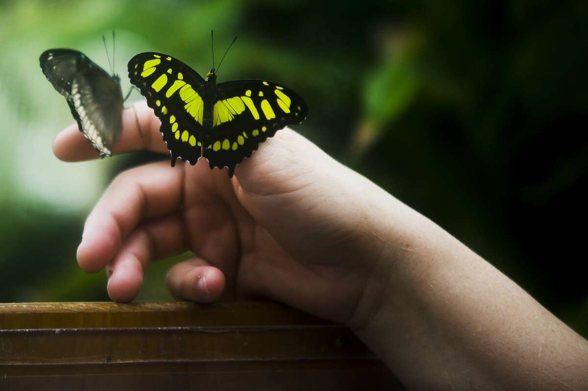 Butterflies are in bloom at Dow Gardens' butterfly house