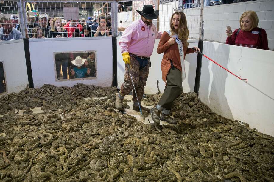 Miss Texas, Margana Woods gets into snake pit, skins rattlesnake